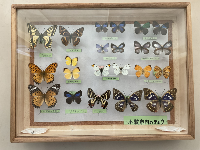 寄贈していただいた蝶の標本