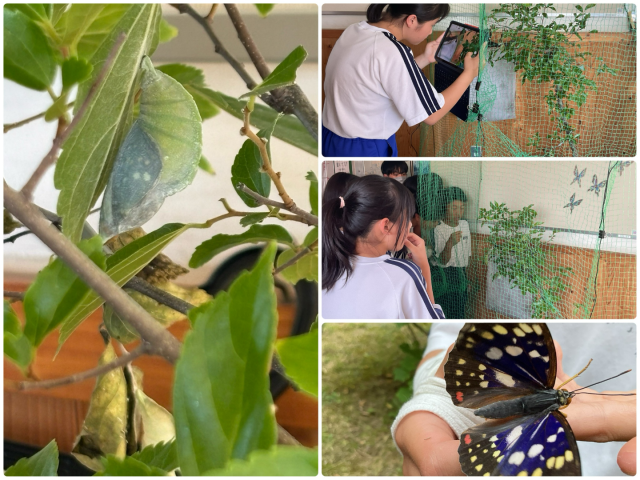 みんなで見守ったオオムラサキ