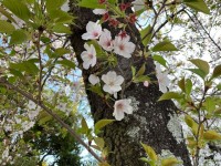 風になびく桜