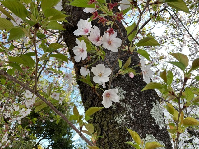 風になびく桜