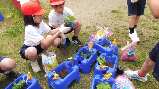 2人で協力して植えよう！